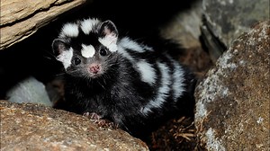 Why are skunks considered a nuisance in Arkansas?