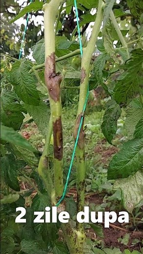 Does baking soda treat tomatoes late blight ?