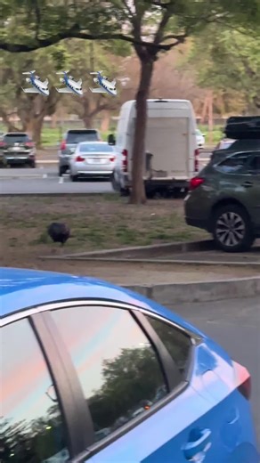 Wild Turkey Takes Flight to Its Roost