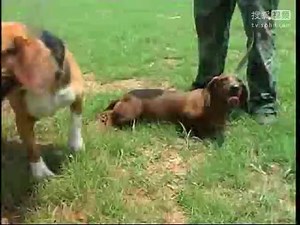 _比特犬训练视频 训狗教程教材教学