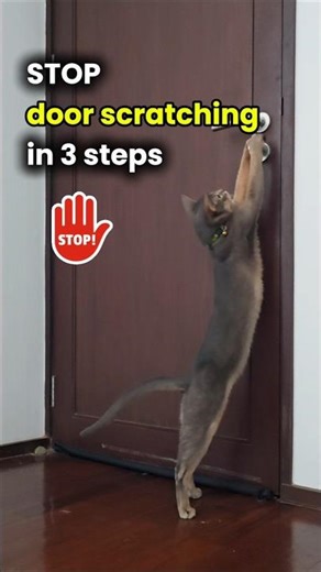 How to stop cats door scratching in 3 easy steps