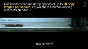 Watch Cockroaches Survive Squeezing Smashing and More National Geographic_1080p