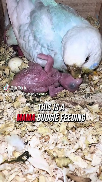 How Parakeets Feed Their Babies: A Fascinating Insight