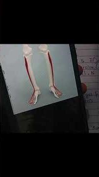 Extensor Digitorum Longus Muscle #extensordigitorumlongus#anklemuscles #anatomy #physiotherapist#dpt