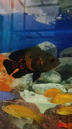 Rare Oscar & Chichled Fish#shortfeed#aquariumlife #fishkeepinghobby#fishtank #aquarium#aquariumfish