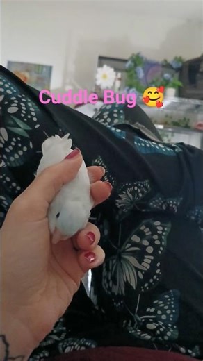 Parrotlet Cuddles: Composition