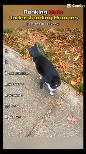 YEEEEEEEEEEEES #ytshorts #cutememes #cats #funny