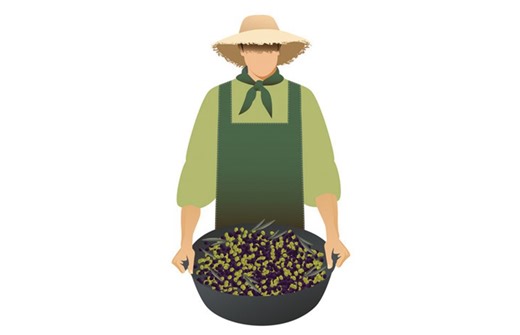 Tι να προσέχουν ελαιοτριβεία και ελαιοπαραγωγοί