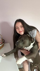 1.1M views · 11K reactions | Other dogs vs my dog pt.4 Yes, I love making fun of Hippo’s chunkiness and cluelessness  Also I thinks it’s chair’s fault this time… what do you think?  follow @chulpanfam for more ❤️ #dogowner #dogmom #dogmemes #doglover #dogsofinstagram #petlover #spoileddog #cutedog #dogoftheday #americanbully #funnyvideos #funnydogs #funnydog #dogcontent #viralpitbulls | Hippo American bully | Facebook