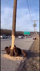 229K views · 1.9K reactions | Multiple power poles collapsed onto...