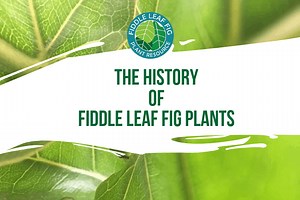 The History of Fiddle Leaf Fig Plants