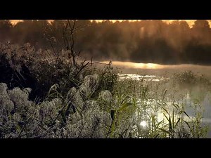 Cricket Sounds At Dusk - 5 Hours of cricket, frog, katydids at night - 4k sleep ambience, relief