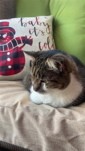 Good morning! #cat #love #sunday