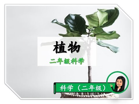 【二年级KSSR SEMAKAN科学】 ｜ 第五课《植物》｜附送笔记