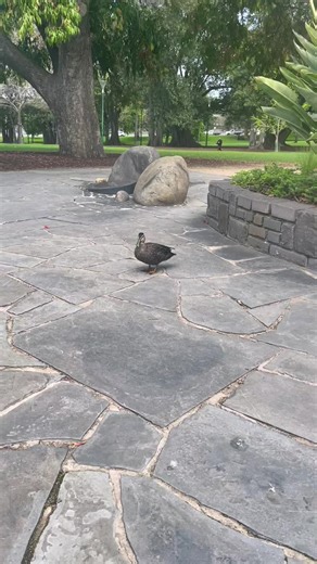 Then he waddled away #duck #ducksong #waddle #waddlewaddle #waddledaway