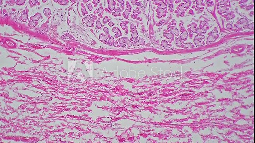 Longitudinal section of kidney filmed under microscope with 200 times magnification on bright field. Investigation of cortex structure with lab equipment at medical university. Histology concept.