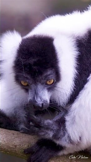 Lemur 🐒 | Madagascar’s Adorable Jungle Acrobat 🌴#Lemur #MadagascarAnimals #Wildlife