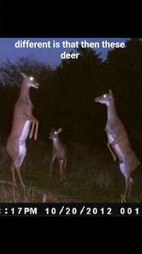 The Not Deer cryptid of Appalachia