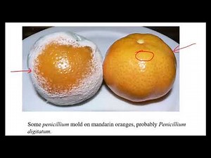 Penicillium Fungi: Structure and Reproduction