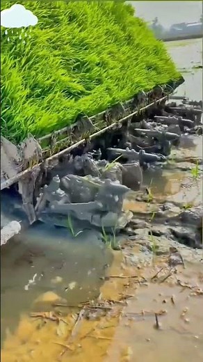 धान लगाने की मशीन || paddy transplanter machine #shorts #paddy #smartfarming