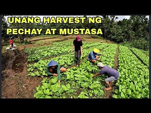 After 33 days na Harvest na pechay at mustasa