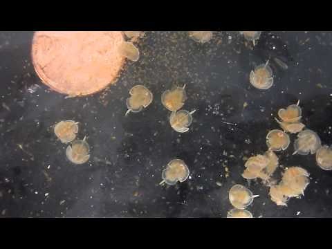 Baby horseshoe crabs eating brine shrimp!