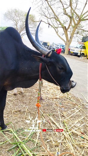 ಕಿಲಾರಿ ಹೋರಿ ಮುಖ ನೋಡಿ ಹೇಗಿದೆ || khillar bail blood line problem #bailgadasharyat #trendingshorts