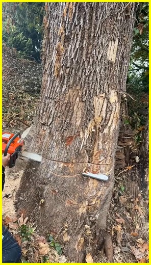 Cutting a nasty rotten Bigleaf Maple tree 🌳 #arborist #treewo #treeremoval #treefelling #arblife | We34