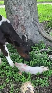 141K views · 1K reactions | Interspecies friendships have been seen...