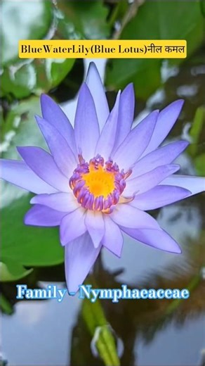 BlueLotus/NeelKamal/Nymphaea nouchali/Blue water lily is the national flower of Sri Lanka#plantstudy