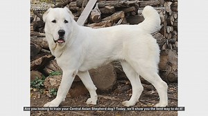 How to Train Your Central Asian Shepherd Dog: Tips and Techniques
