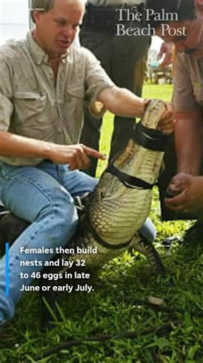 Florida Alligator mating season starts in coming months, what to know