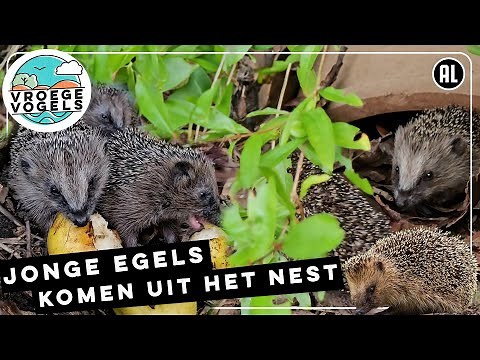 Egels zetten eerste stapjes in de wijde wereld | Zelf Geschoten | Vroege Vogels