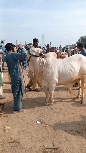 MS Cattle Farm on TikTok