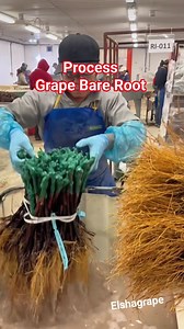 Grape seedling packaging process #grape #bareroot #fyp | Ahmad Johan