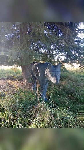 🎯 Nové terče na e-shopu! 🦃🦊🐻 Připravili jsme pro vás novou várku 3D i 2D terčů, které potěší každého lukostřelce – od začátečníků až po pokročilé. ✨ 3D terče – realistická zvířata: bažant, vlk, bobr, rys, svišť, divočák, zajíc a další. ✨ 2D terče – polyfoamové terčovnice: sele, ležící divočák, bobr, liška. ✅ Vysoká odolnost, vhodné pro luky i intenzivní trénink ✅ Ideální pro zábavu i zlepšení střeleckých dovedností ✅ Perfektní dárek pro sebe nebo blízké – vánoce se blíží! 🎁 3D terče – reali