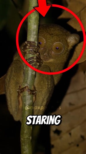 Tarsier Cute But Very Fragile 😱👀