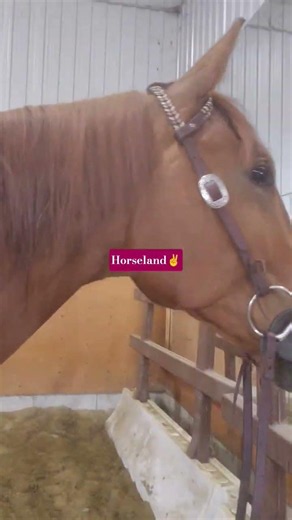 horseland , Valseur se claque une fixette devant le miroir #equestrianjourney #horses #funnyhorse