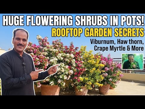 Best Flowering Shrubs for Pots: Ultimate Care & Pruning Guide.
