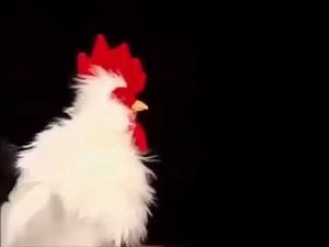 1 hour of Baby Bach 2004 Chicken