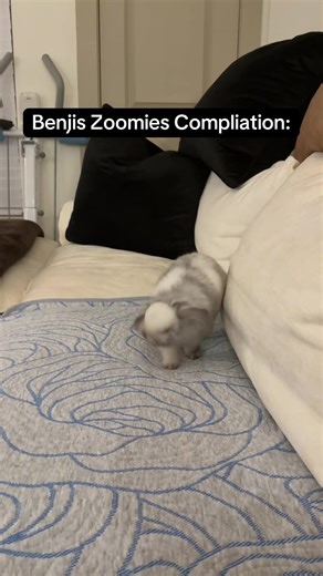 Benji's Fast Moves: A Baby Bunny Compilation
