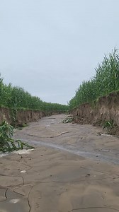 2.8M views · 10K reactions | W USA w stanie Nebraska doszło do ciekawego zjawiska勞Długotrwała burza wywołała powódź błyskawiczną, która po stromym polu utworzyła głębokie wyrwy na polu kukurydzy❗️ Źródło: Nathannehl #pogoda #kukurydza #rolnictwo #USA #burza | Agro Profil | Facebook