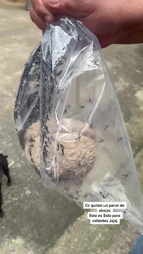 Exploring Women's Ants: Nature's Tiny Workers