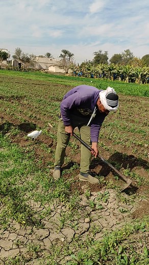 Effective Land Preparation Techniques for Agriculture