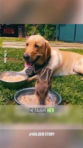 The Pig Who Thinks She’s A Puppy 🐗🐶 #shorts