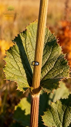 🌿 B is for Burdock Burdock is one of Britain’s great deep-rooted healers. Traditionally valued for supporting the liver, blood, and skin, burdock teaches us that true cleansing begins underground. The root is harvested in the plant’s first year, when energy is stored below the surface. Leaves are gathered in summer, and seeds later in the season. Burdock reminds us: strong roots create strong healing. Continuing our A–Z of Wild British Plant Wisdom 🌱 #Burdock #WildBritishPlants #HedgerowHealin