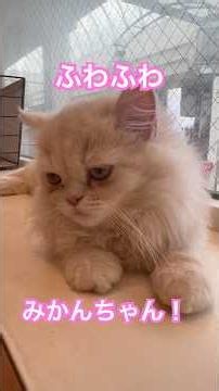ふわふわの子猫ちゃんとあそびました！ #cat #子ネコ #kitten #猫カフェ