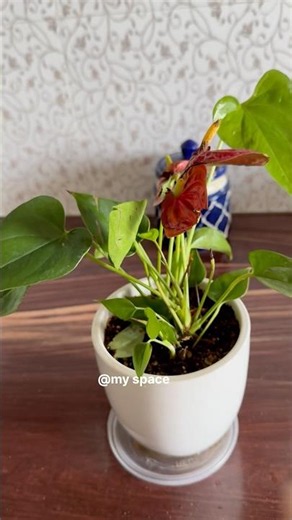 How to fertilise Anthurium 🪴 #plants #garden #gardening #nature #flowers