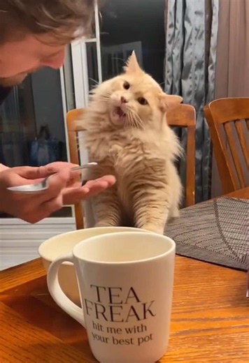 Brain Freeze Moment Cat: Cat Reaction to Ice Cream