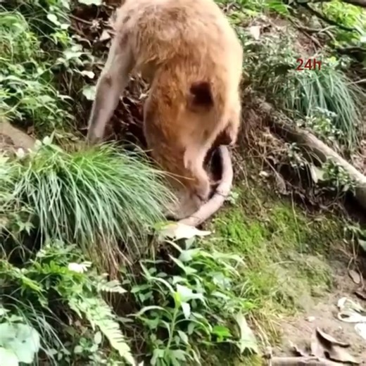 Very rare action Monkey horrible push baby out by shouting while giving birth | Diogoaub